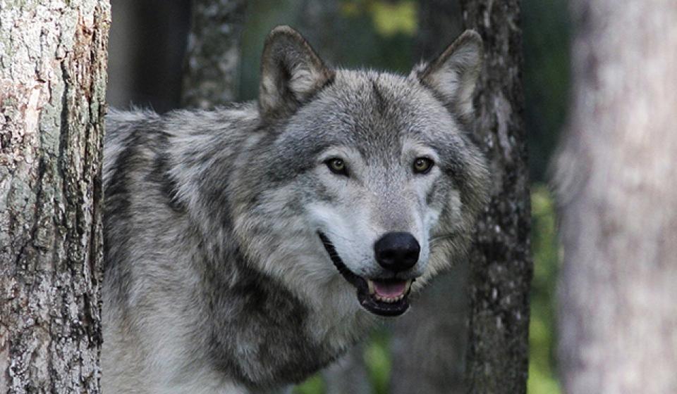 Omega Park