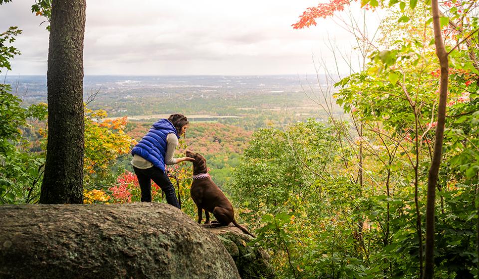 Dog on Gatineau Park in fall