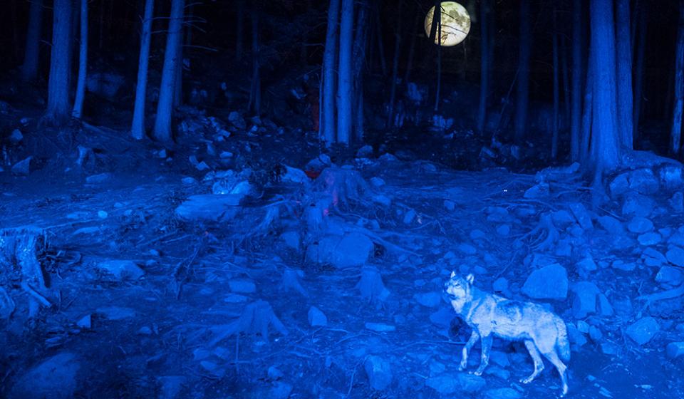 Omega by Night - Omega Park