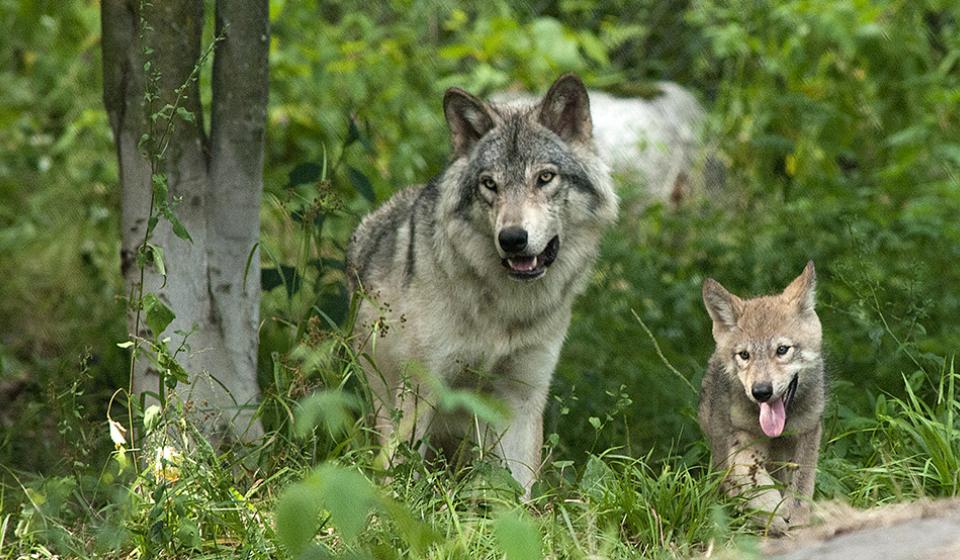 Omega Park, Parc Omega