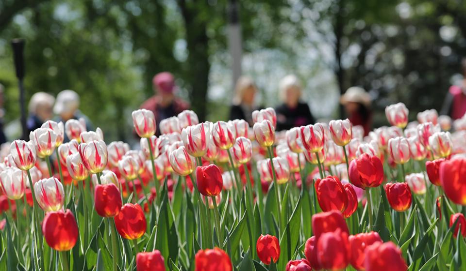 Canadian Tulip Festival