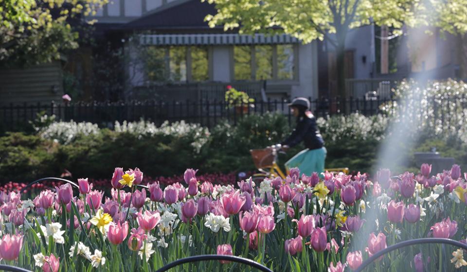 Canadian Tulip Festival - cycling
