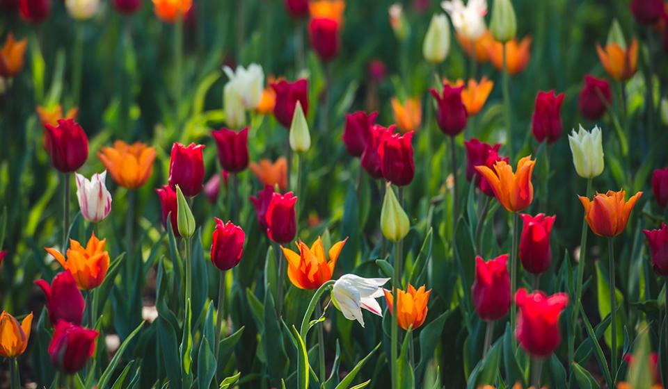 Canadian Tulip Festival