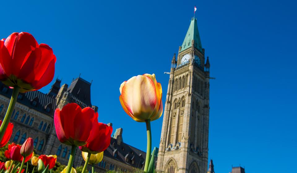 Tulips by the Peace Tower on Parliament Hill