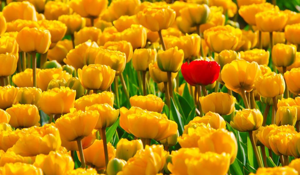 Tulips