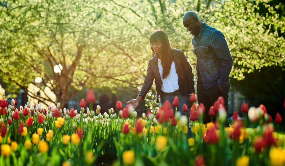 Tulip Festival