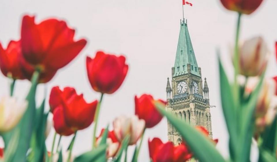 Parliament Tulips