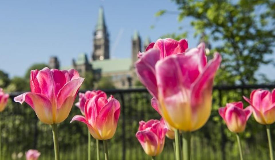 Major's Hill Park Parliament Tulips