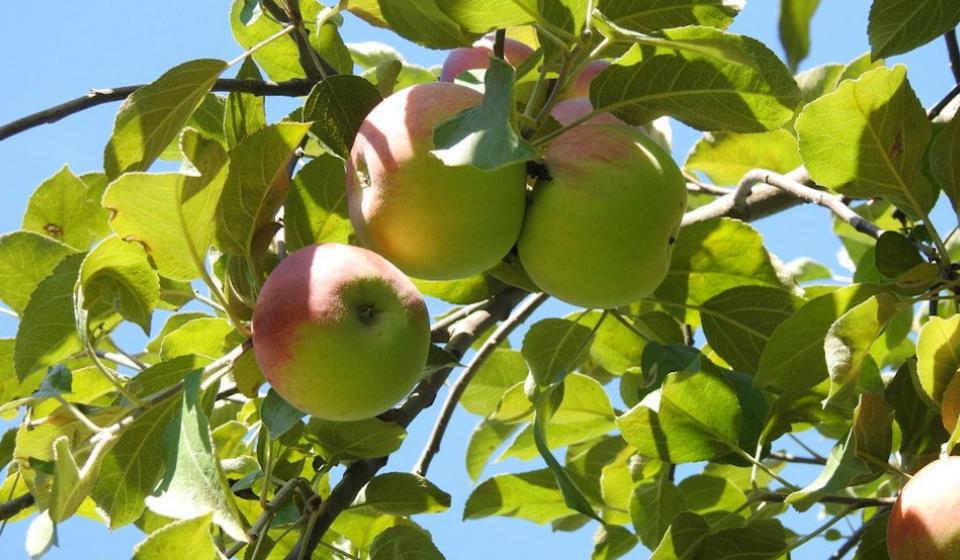 Log Cabin Orchard