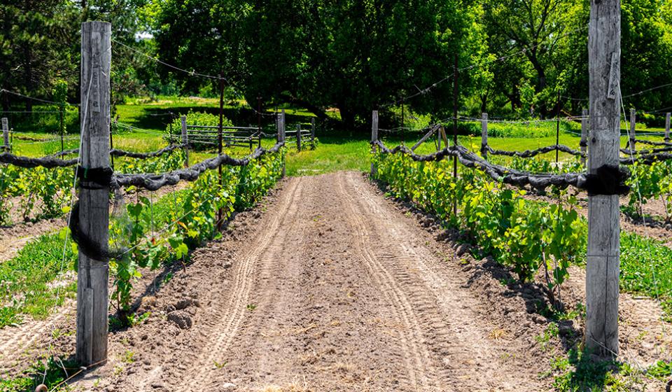 KIN Vineyards