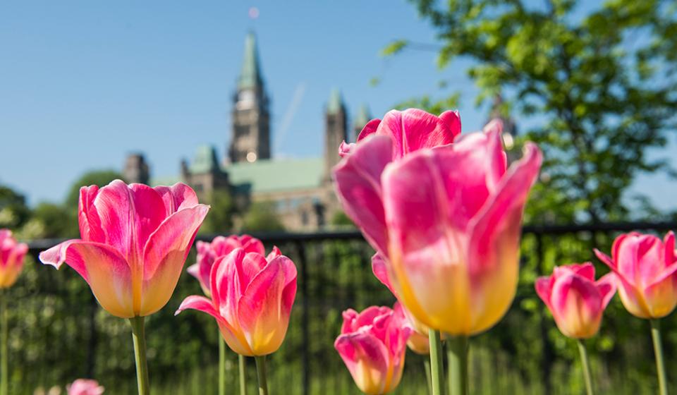 Tulips, Major's Hill Park, Parliament