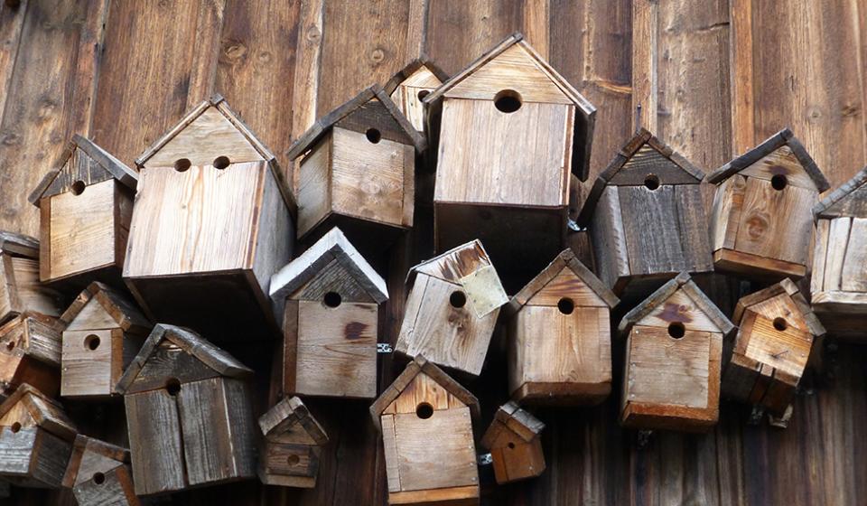 bird feeder, bird house