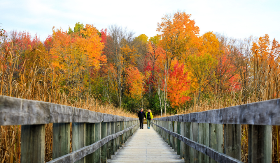 A couple walks on a boardwalk in front of a autumnal forest.