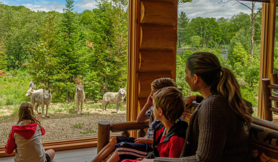 A family looks at a pack of wolves at Parc Omega.