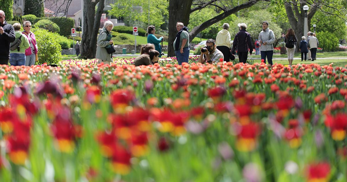 Canadian Tulip Festival Ottawa Tourism