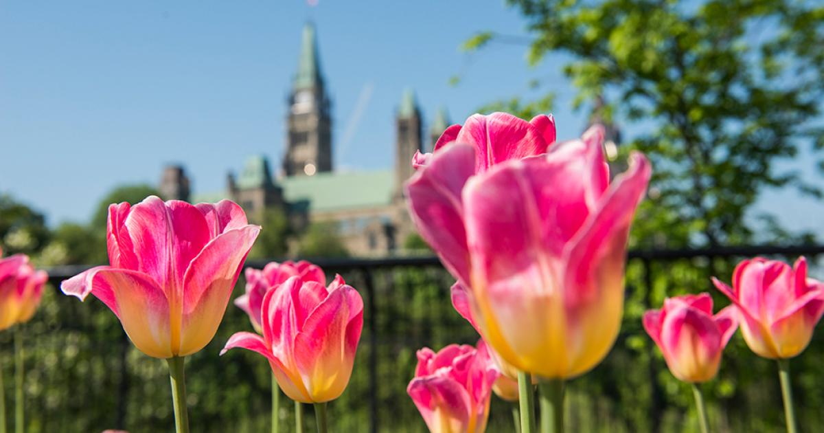 Image Result For Ottawa Tourism