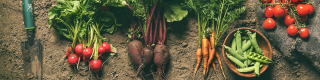 vegetables