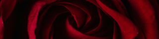 Valentine's Day Red Rose