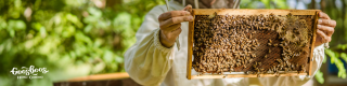 See the Bees