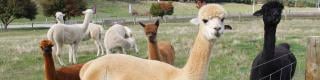 animal helpers photos