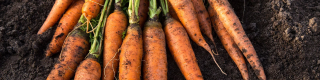 carrots market