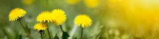 Dandelion
