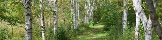 Birch Path Healing Forest