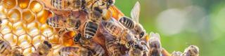 Bees