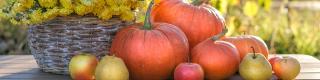 Fall Harvest
