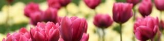 tulip bunches
