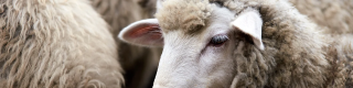 sheep