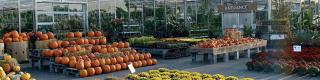 Robert Plante Thanksgiving Market