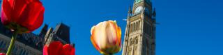 Tulips, Parliament, Spring
