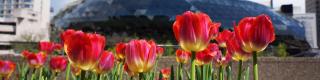 Shaw Centre, Tulips