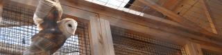 Owls Rendez-Vous