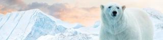 Arctic: Our Frozen Planet