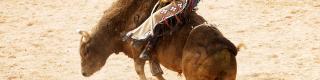 rodeo bull