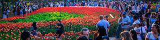 Canadian Tulip Festival at Commissioners Park