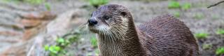 otter, animal