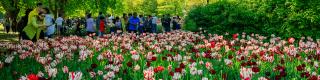 Canadian Tulip Festival