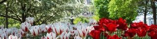 Major's Hill Park Tulips