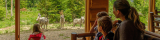 A family looks at a pack of wolves at Parc Omega.