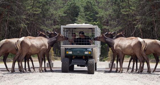 Parc Omega Ottawa Tourism